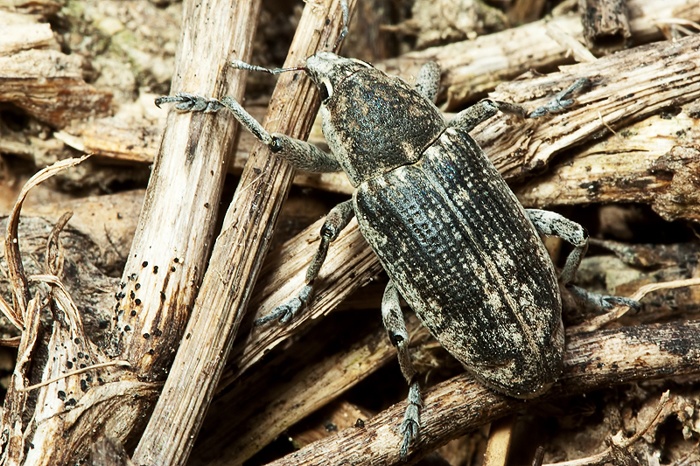 Curculionidae: Cleonino?